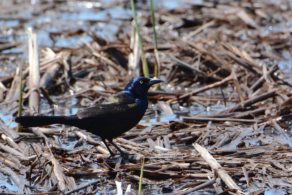 Grackle, Common, 2015-05136152 Parker River NWR, MA.JPG - Common Grackle. Parker River National Wildlife Refuge, MA, 5-13-2015